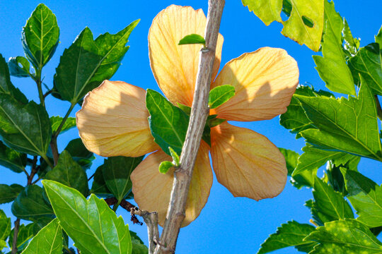 Close up of an orange hibiscus with a green and blurry background on a summer day in Brazil.