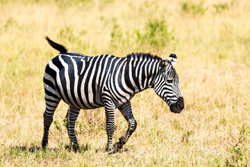 Fototapeta na wymiar Walking zebra in African savannah. Masai Mara National park, Kenya