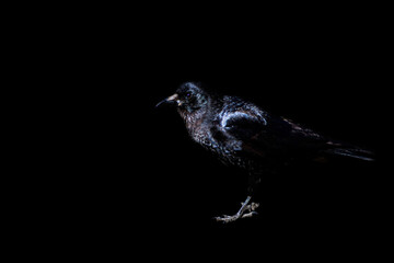 Crow isolated on black background