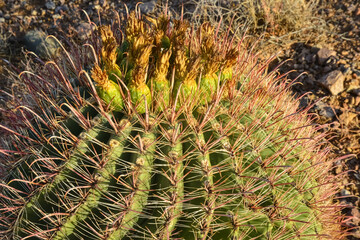 Naklejka na ściany i meble Green Fruits with Seeds on Ferocactus sp. cactus.