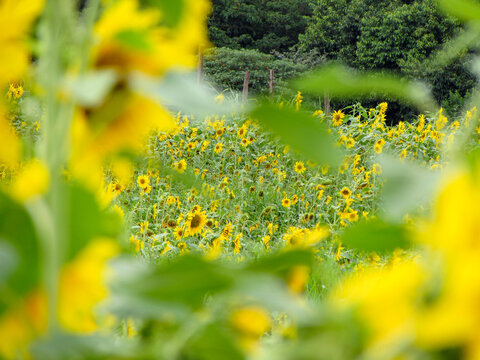 Background picture of a sunflower field on a sunny day.