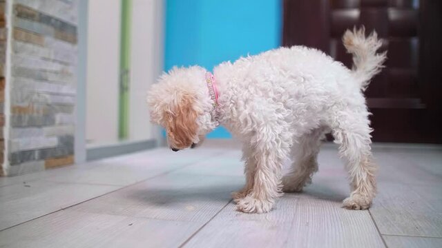 Bichon frise puppy vomiting on the floor