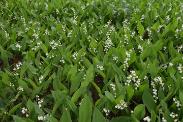 A large number of lily of the valley flowers blooming in spring on the field. Floral rug.