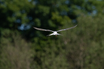 Common tern, Sterna hirundo, hovering in flight