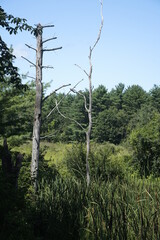 Fototapeta premium Bare trees in the woods