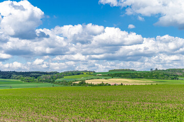 Fototapeta na wymiar landscape view, green plants and blue sky with clouds