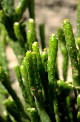 Fotografia de suculentas...