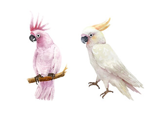 white and pink crested cockatoo bird, watercolor illustration on white background