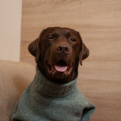 brown labrador dog dressed in a blue-green sweater posing winking and showing tongue