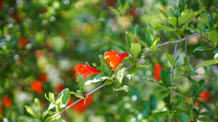 Red flower bud of pomegranate among the green foliage on the tree branches.