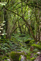 Fototapeta na wymiar Stream in a mossy Forest in Cantabria, Spain