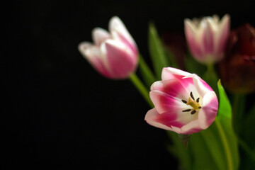 Fototapeta na wymiar beautiful tulips a gift for a holiday