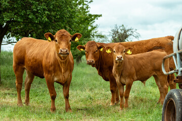 Hornless red cows in the pasture