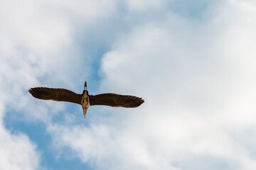 red heron in flight