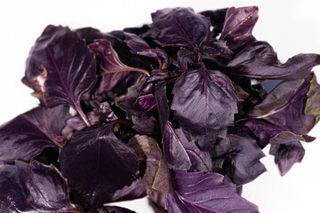 fresh purple basil on a white background