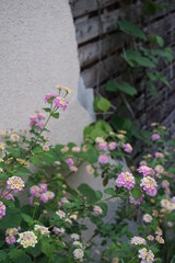 Lantana flower and Japanese abandoned house2(花と日本の廃屋)