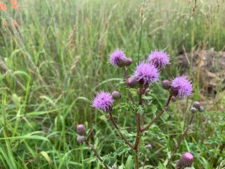 purple flowers in the field
