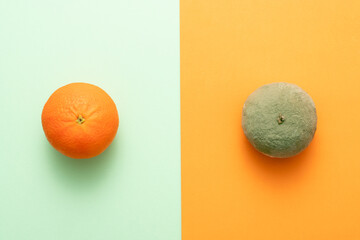 Comparing rotting orange with good one. Concept of defect or disease or stupidity vs normal. Flat...