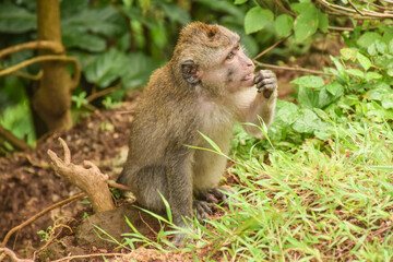 Naklejka na ściany i meble Thinking monkey, Lombok, Indonesia