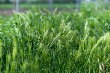 Young green wheat spikelets growing in the field. Green floral background or texture. Agriculture concept.