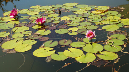 The water lilies of the old pond is decorated with a colorful water lily.