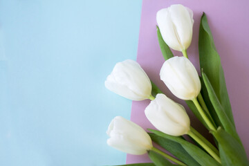 beautiful spring tulips as a symbol of love