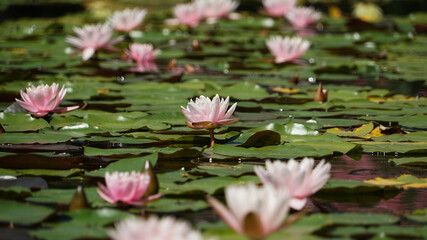 The water of the old pond is decorated with a colorful water lilies.
