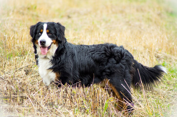 dog Bernese mountain dog