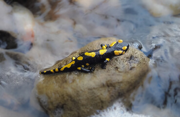 Tilt Shift Photography A black and yellow-spotted lizard sits on a stone in the middle of the water. Fire salamander. Salamander.