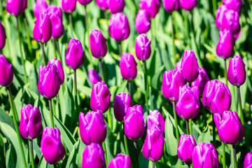 Nature flowers background. Blooming colorful purple tulips flowerbed in public flower garden. Popular tourist site. Lisse, Holland, Netherlands. Selective focus.