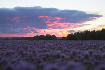 a beautiful pink sunset over a field of purple flowers on a warm summer evening