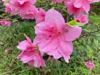 pink flowers in the garden
