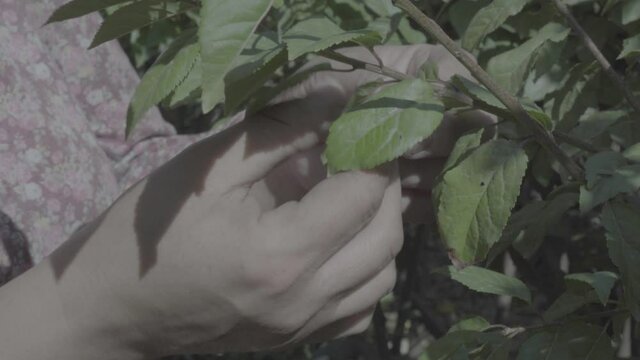 Close-up shot of woman checking green leaves of a tree with her hands.