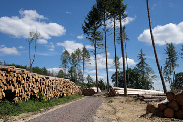 Fototapeta na wymiar Frisch geschnitte Baumstämme gestapelt in abgeholztem Waldgebiet im Westerwald in Rheinland-Pfalz im Mai 2020 - Stockfoto