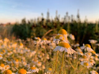 bird in the field © AMTM