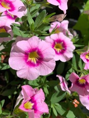 pink flowers