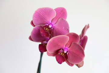 Obraz na płótnie Canvas pink orchid isolated on white background. Close-up of a blooming orchid bud. selective focus. Phalaenopsis orchid. 