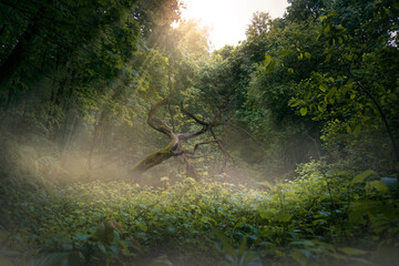 Morning fog in the summer forest. Untouched nature in the forest. The rays of the sun break through the leaves of trees in the forest