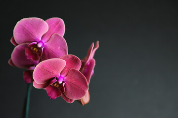 Fototapeta na wymiar pink orchid isolated on black background. Close-up of a blooming orchid bud. selective focus. Phalaenopsis orchid. 