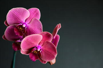 Orchid flowers on a black background. Phalaenopsis orchid,pink flowers .  Selective focus. Copy space.