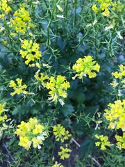 aerial view of numerous yellow wild flowers 