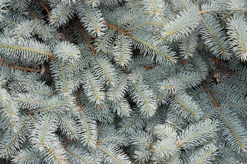 Close up of a Blue Spruce