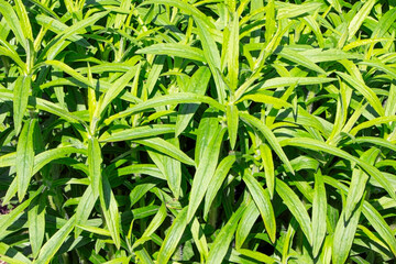 Green leaves of young plant in spring. Plants background