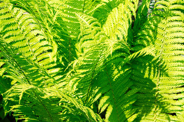 Green fern. Fern Matteuccia struthiopteris. Leaves of ostrich fern