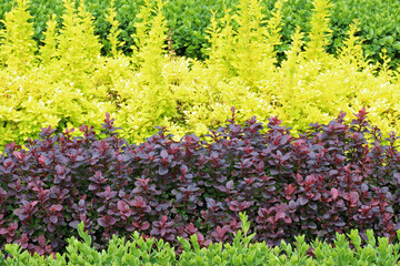 Trio of Green Yellow and Burgundy Shrubs 