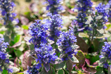 Ajuga reptans. Spring flowers of ajuga reptans. Blooming plants. Wild plants and flowers