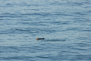 Dolphins around the beach