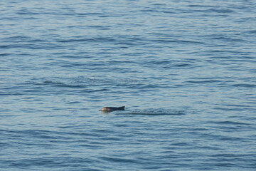 Fototapeta premium Dolphins around the beach