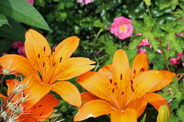 Fototapeta na wymiar A Pair of Orange Lillies