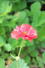 Delicate Pink Flower in Garden